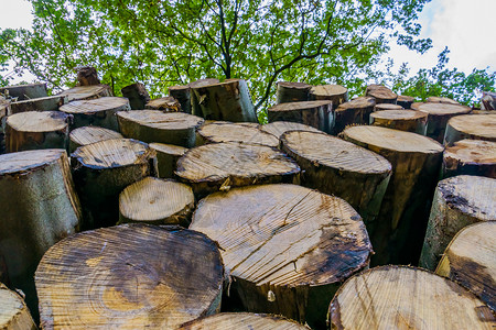 木材一种日志关闭布列达森林的木质堆积物内地高清图片