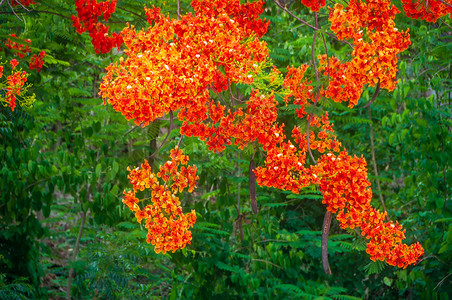 植物户外绽放美丽的鲜花火焰树皇家香草或绿色本天然模糊的闪亮树图片