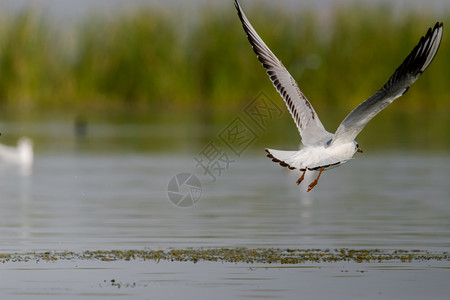 飞海鸟格尔试图从纳萨罗瓦湖中取走白色的图片