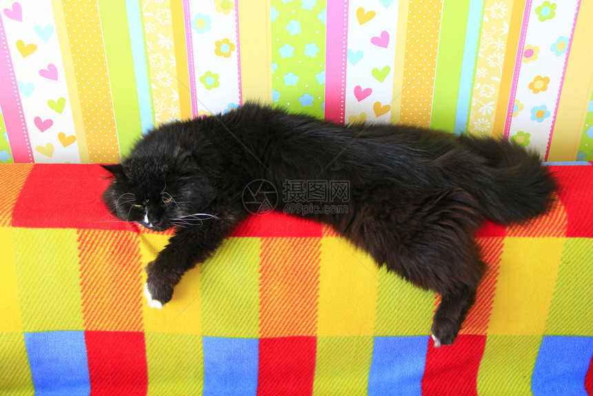 背部在沙发后面躺着黑色白猫与彩织物Domectic动物躺在沙发后面一只黑色猫躺在棕的沙发后背上红黑色猫躺在多姆佩特克动物身上白色图片