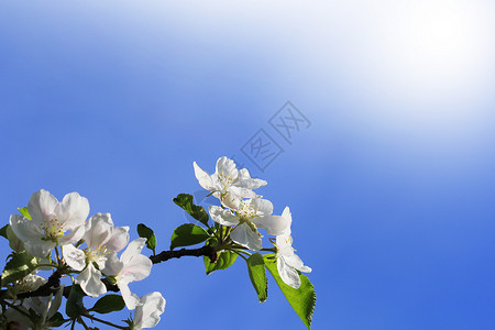 布拉德福德边界春天背景美丽的分支苹果树开花反对蓝色背景春天美丽的分支苹果树开花反对蓝色背景盛开夏天背景