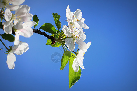 布拉德福德散景新鲜春天背美丽的分支苹果树开花反对蓝色背景春天美丽的分支苹果树开花反对蓝色背景模糊背景