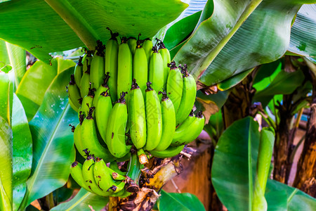 绿色来自亚洲的食用香蕉植物树上的大香蕉水果带植物和食用香蕉开花轴承图片