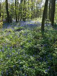 2014年月英国蓝铃木平静的花朵植物图片
