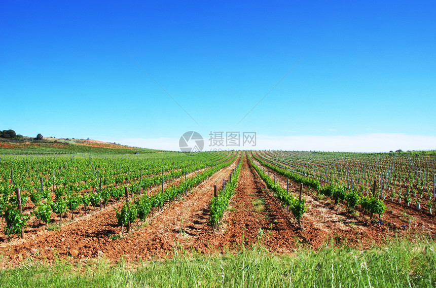 Alentejo田地绿葡萄园风土蓝色的葡萄牙语图片