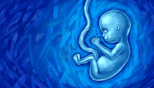 子宫婴儿母体可行瓜拉纳皮胎儿发育和未出生婴儿概念作为人类胎儿或产前生长期童以子宫系为产科医学象征用3D插图方式表示怀孕保健和产前a胎儿发设计图片