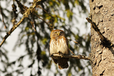 木头枸杞猫鹰围在鱼枝上自然栖息地的鸟儿身上眼睛捕食者高清图片素材