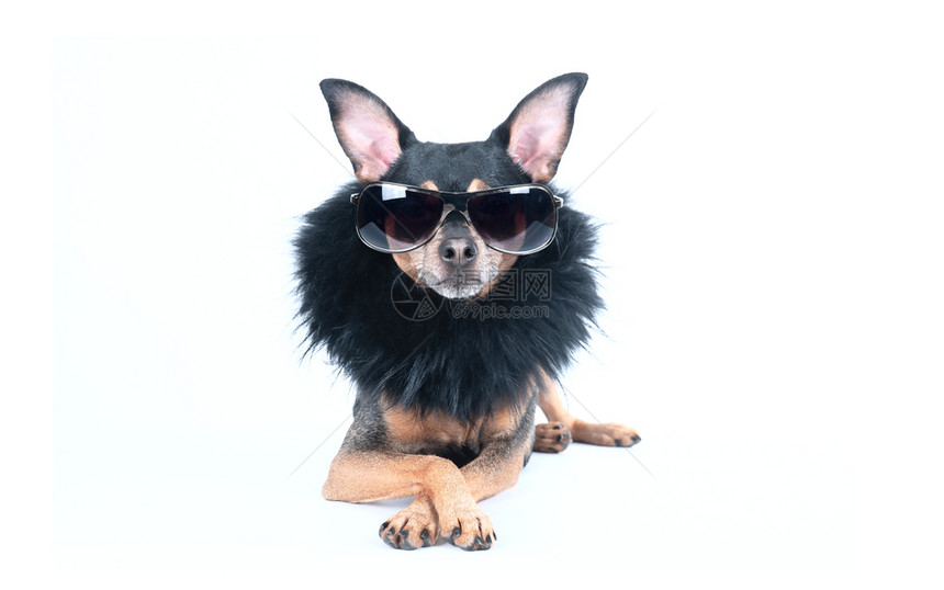 带着深色眼镜和黑白孤立的野猪豪华狗时尚衣领优雅的图片