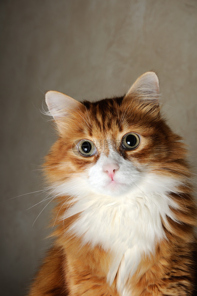 生姜一种光滑只长毛的红发猫头近身肖像图片