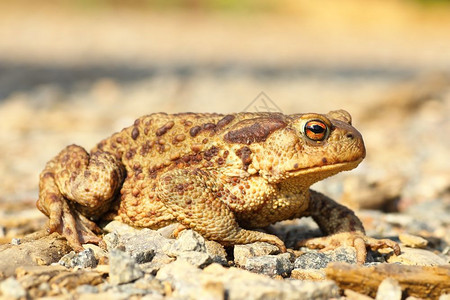 野生动物青蛙生物学高清图片素材