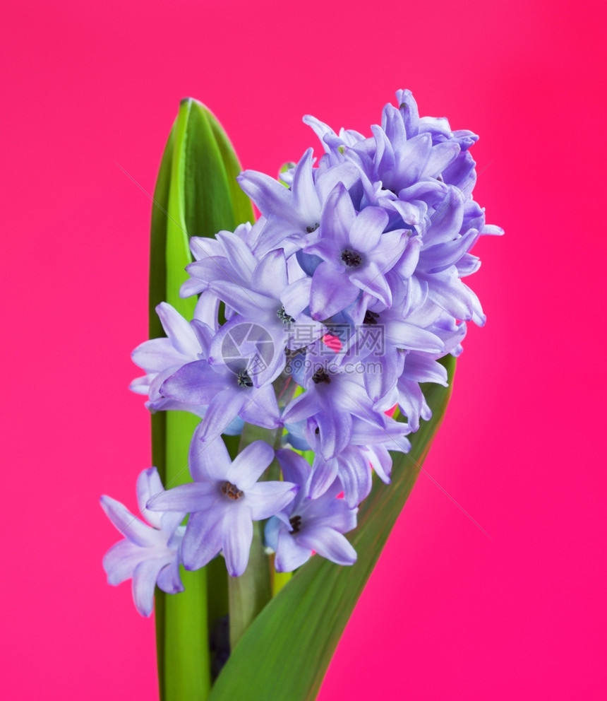 粉红色背景的青蓝鲜色花朵美丽的鲜蓝色花朵春天新鲜的植物学图片