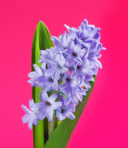 粉红色背景的青蓝鲜色花朵美丽的鲜蓝色花朵春天新鲜的植物学背景图片