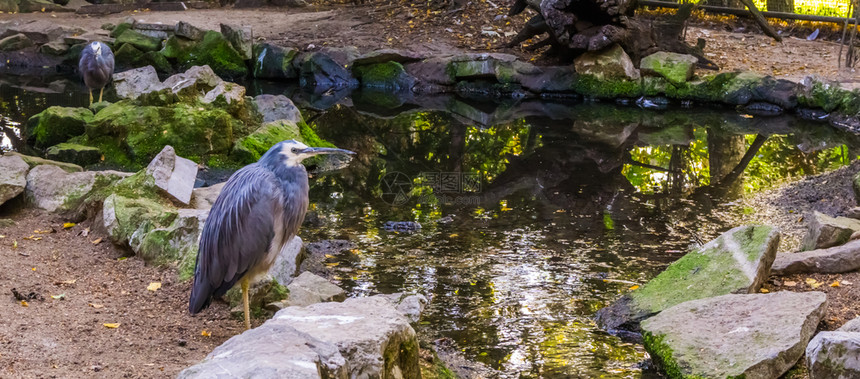 来自澳大利亚的热带沿海鸟类亚特兰大海鸟在水面站立新鲜的灰色的图片