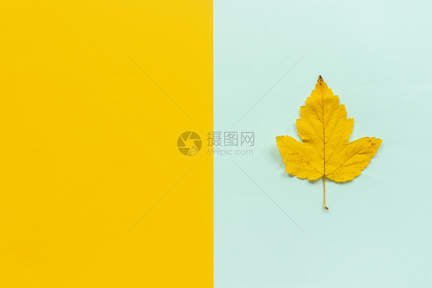 蓝黄背景上的秋叶图片