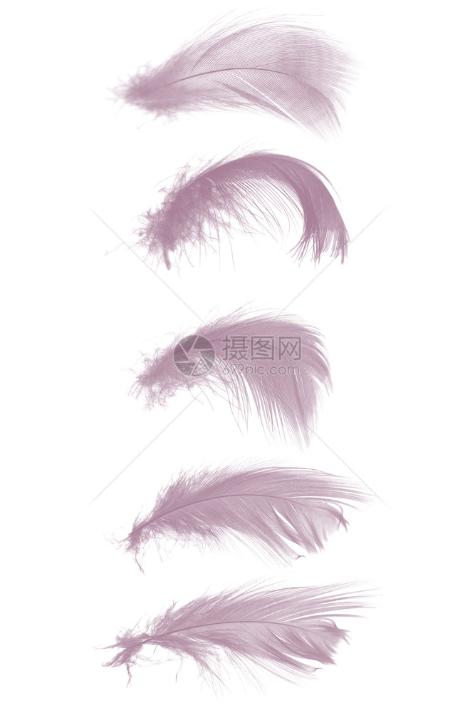 翅膀美丽的收藏紫色罗兰在白色背景上孤立的迷雾键颜色音调羽毛丰富多彩的薄雾图片