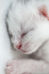睡觉的猫新生自然年轻的婴儿高清图片素材