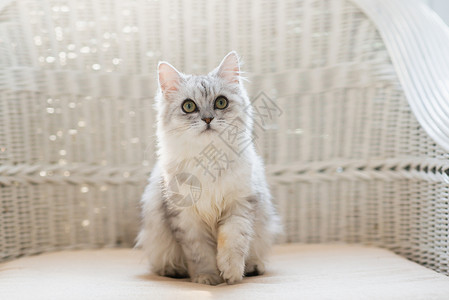 可爱的白色波斯猫背景图片