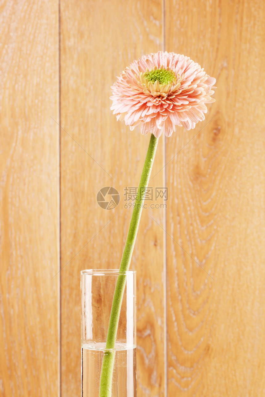 植物花的瓶中粉红色格贝拉花菊朵木制背景碗图片
