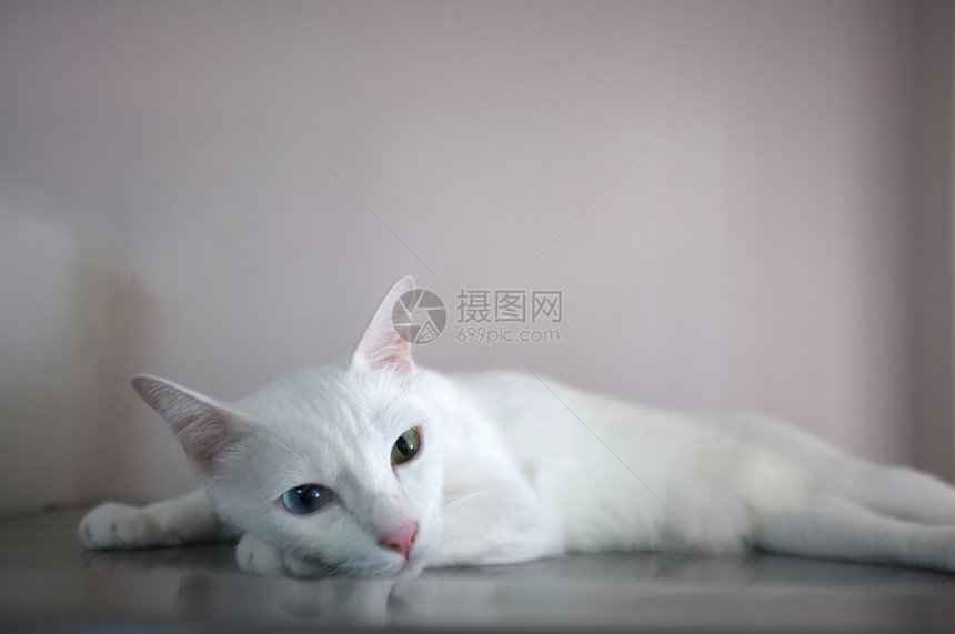 自然一只白猫两双颜色不同的眼睛如蓝睡和黄国内的猫科动物图片