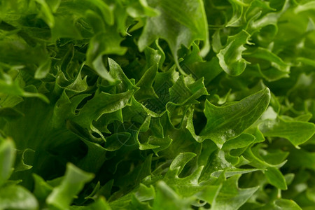 绿色新鲜生菜沙拉条纹贴近镜头多叶的农业图片