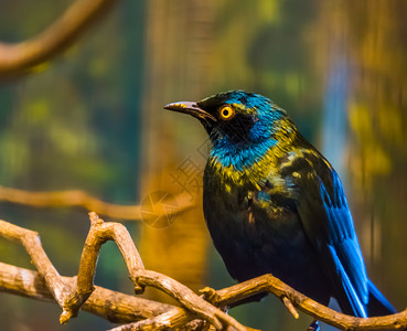 非洲人装饰动物来自非洲热带鸟种坐在一棵树上的青蓝鸟儿从非洲来的热带鸟种蓝色的高清图片素材