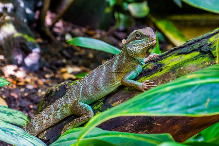 宠物关闭水龙蜥蜴来自亚洲的热带爬行动物种胭脂虫园绿色高清图片素材