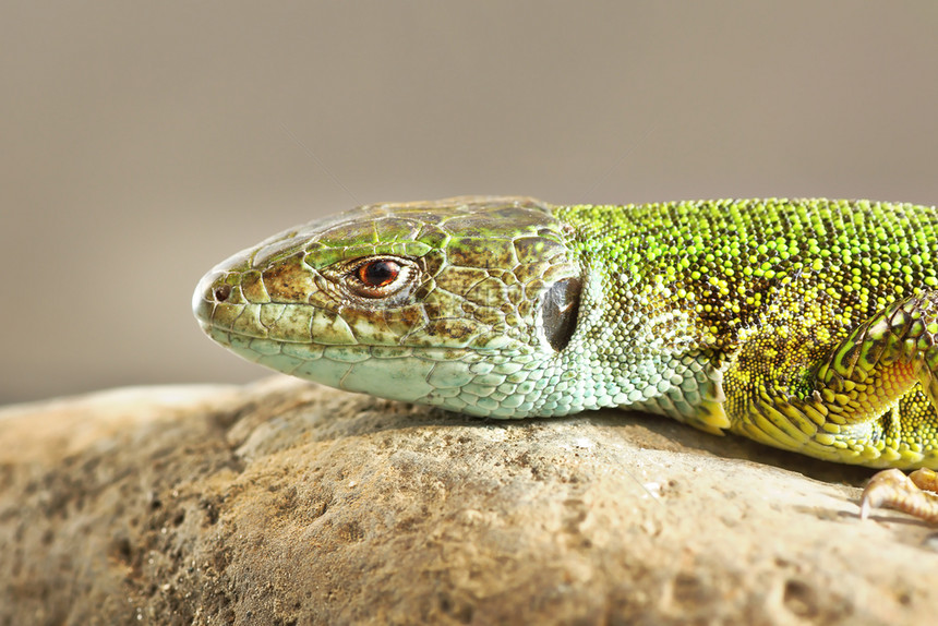 生物种Lacertaviridis的详细图像普通绿蜥蜴细节图片