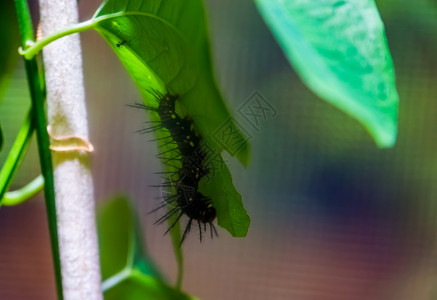 动物学黑朱莉娅蝴蝶毛虫幼阶段巴西热带昆虫品种的关闭蜉蝣仙人掌图片