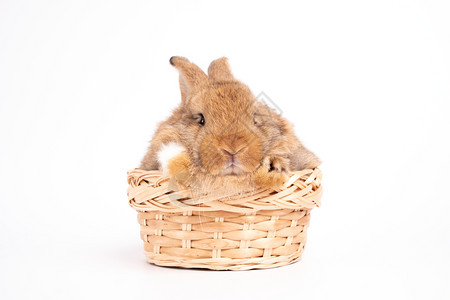 篮子里的宠物兔子图片