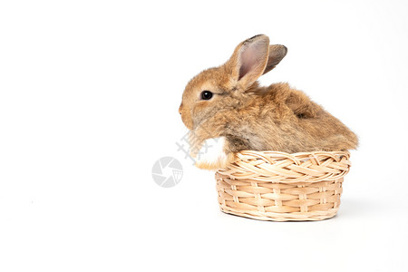 篮子里的萌宠兔子图片