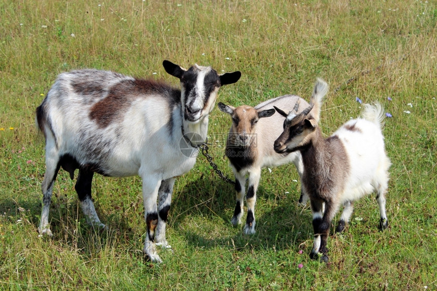 胡须山羊和孩子在绿草地上婴儿母鹿图片
