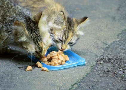 食用动物饲料的猫和小为了火车薄的图片