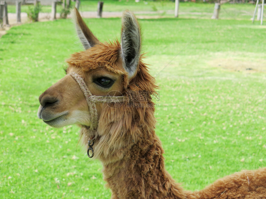 骆驼科动物毛茸美国秘鲁库斯科马丘皮楚秘鲁库斯科图片