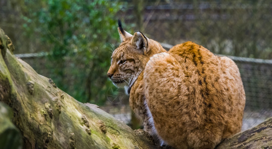 掠夺一种群来自欧亚的野猫坐在树枝上一只欧拉西亚野猫夜动物高清图片素材