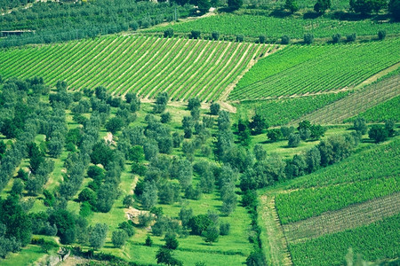 葡萄酒叶子塞浦路斯意大利地区典型貌托斯卡纳图片