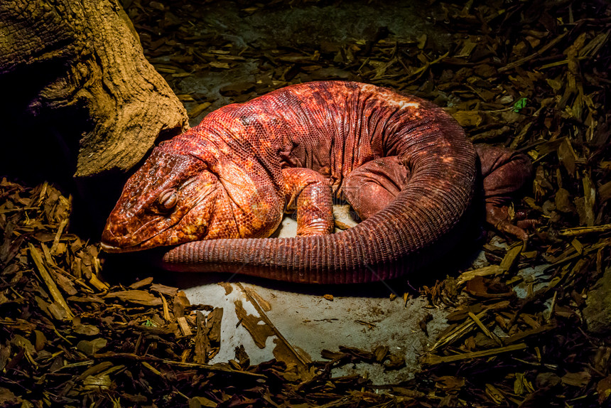 特古颜色一只美丽的热带爬虫宠物美国人养的可爱大热带爬行动物特格斯图片