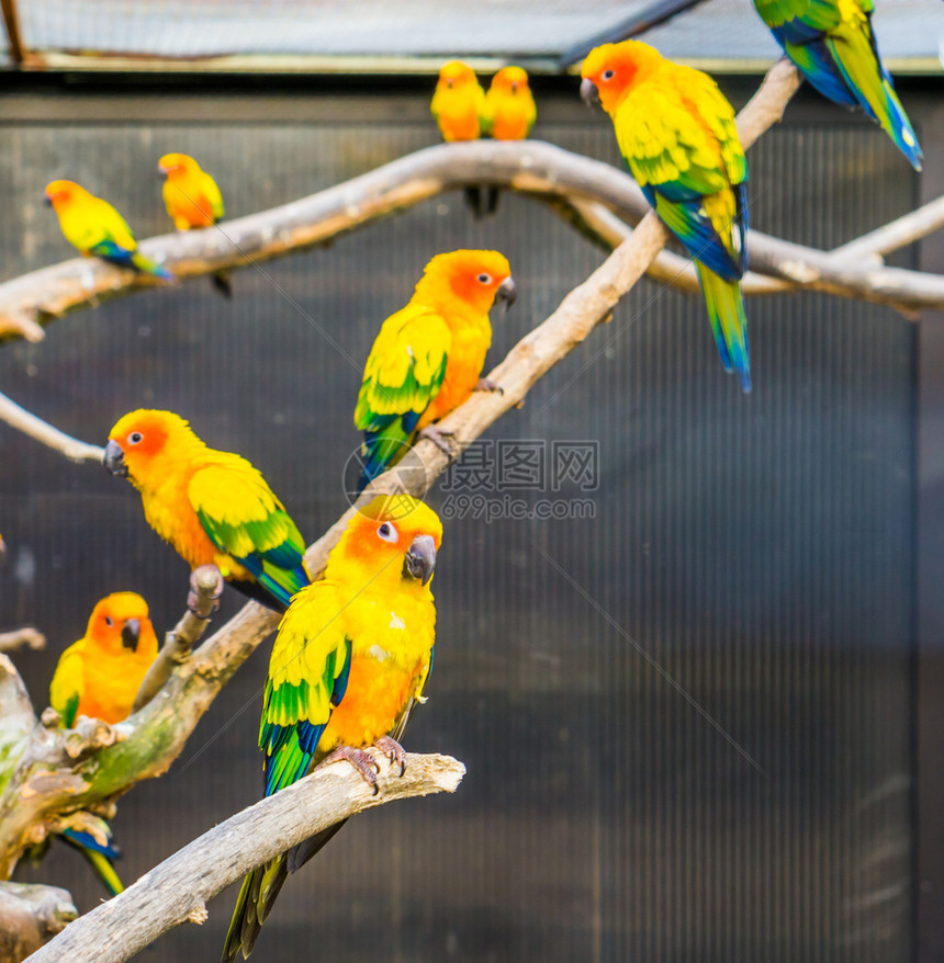 保护养殖太阳长尾鹦鹉坐在花生多彩热带小鹦鹉的树枝上来自美洲的濒危鸟类绿色生动图片