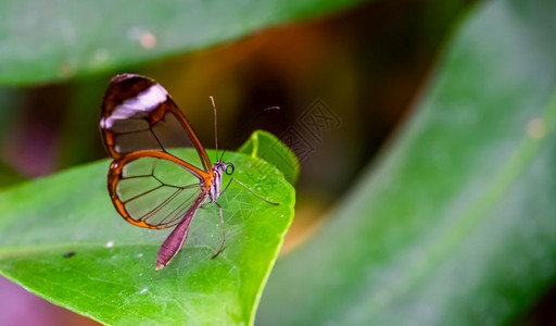 腹有诗书气自华由来自南美洲的热带昆虫品种玻璃蝴蝶热带昆虫和美洲有翼的丰富多彩美国背景
