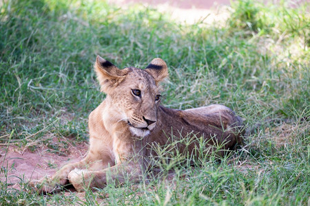 非洲人花园狮子在热带草原的丛中休息狮子在热带草原的丛中休息塞伦盖蒂图片