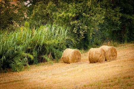 乡村的夏天在意大利欧洲的一个田地里在意大利欧洲和夏季农业稻草图片