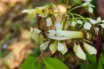 绿色宠物螳螂MantisTenoderaaridifoliasinensis图片