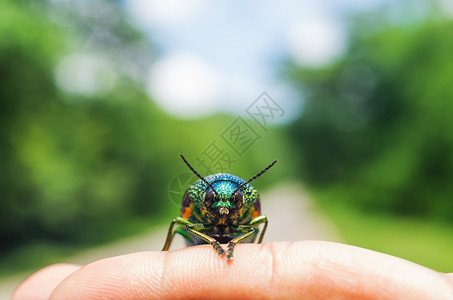 天马行空模糊手指上的金属木波纹甲壳虫软结焦点金属木材波纹甲壳虫昆身体背景图片
