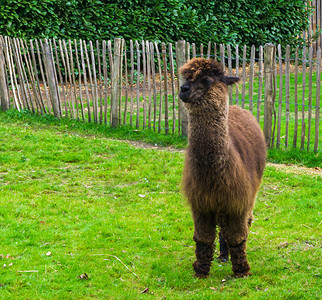 棕褐色长头发的红毛苏里或白羊驼站在一片草地上美丽的旅行一种图片