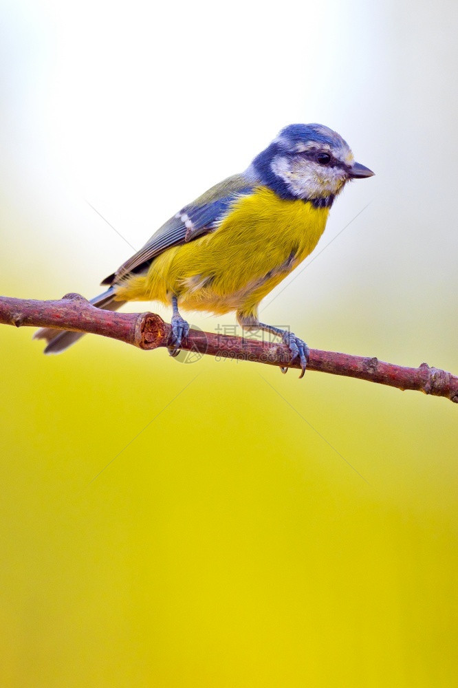 避难所观鸟者保护蓝山雀地中海森林卡斯蒂利亚和莱昂西班牙欧洲图片