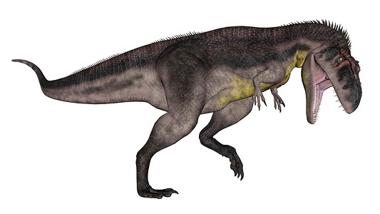 暴龙恐在白色背景中被孤立地咆哮3D变成暴龙恐的咆哮3D肉食长尾杀手设计图片