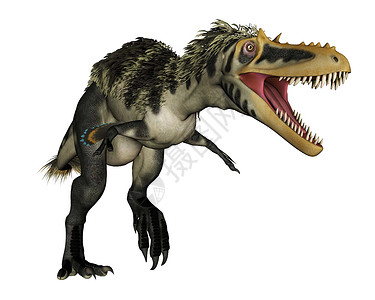 长尾在白色背景中孤立的恐龙3D使Alioramus恐龙咆哮3D变成D白色的野生动物数字设计图片