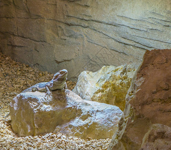 喇叭中央胡须龙蜥站在岩石上来自澳大利亚的受欢迎爬行动物宠蜥科爬虫类铺设高清图片素材