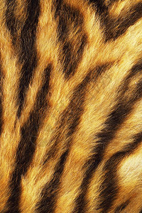 凶猛的老虎美丽的高清图片素材
