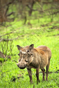 奥运毕加猪WarthogPhacochoerusafricanus克鲁格公园姆普马兰加南非洲生物学环境的自然背景