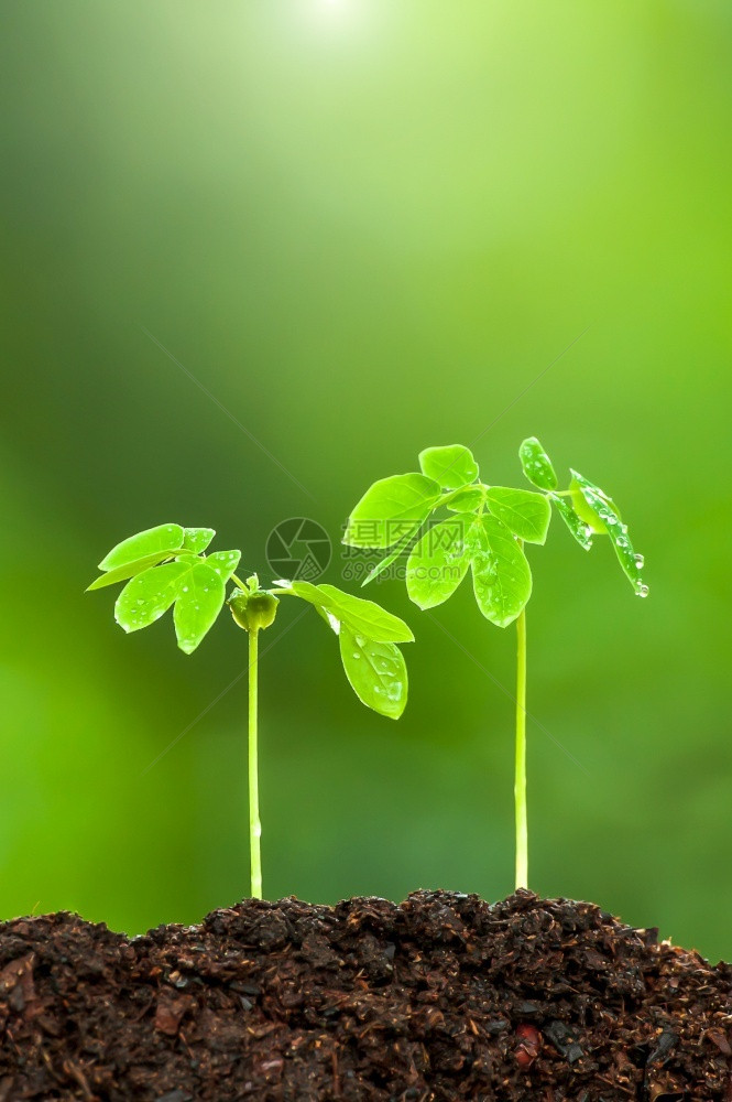 农业胚根生活在雨季肥沃土壤上生长的青绿色年轻热带植物数个树木苗化过程植物弧核和绿树叶色天然在背景上模糊不清图片